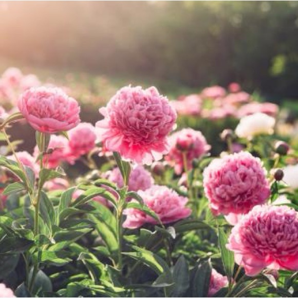 Romance - Picture 2 of 6